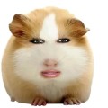 jianpo